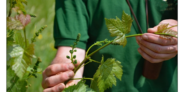 Weinrebe mit Hand  ©Wolfgang Teuber